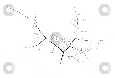 To use this stock image in your creative project, please select the size you need over to the right and click the "Add to Cart" button.
Your downloaded image will come with the Cutcaster watermark removed so don’t worry about the watermark you see on this page. Small tree stock photo, A small tree in winter in deep snow by Pavel Cheiko