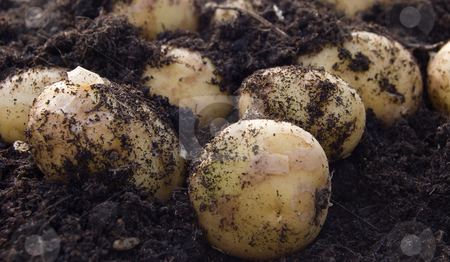 To use this stock image in your creative project, please select the size you need over to the right and click the "Add to Cart" button.
Your downloaded image will come with the Cutcaster watermark removed so don’t worry about the watermark you see on this page. New potatoes in earth stock photo, Close-up of new potatoes partially covered by earth by Christian Rhein
