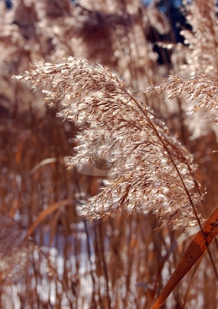 To use this stock image in your creative project, please select the size you need over to the right and click the "Add to Cart" button.
Your downloaded image will come with the Cutcaster watermark removed so don’t worry about the watermark you see on this page. Dry plant stock photo, A dry plant in winter at the frosem marsh by Pavel Cheiko