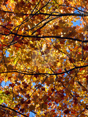 To use this stock image in your creative project, please select the size you need over to the right and click the "Add to Cart" button.
Your downloaded image will come with the Cutcaster watermark removed so don’t worry about the watermark you see on this page. Changing colored Leaves stock photo, Sunny day in maple forest in october by Pavel Cheiko