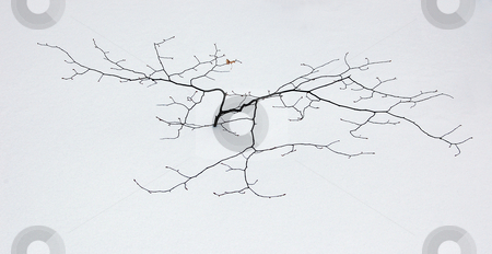 To use this stock image in your creative project, please select the size you need over to the right and click the "Add to Cart" button.
Your downloaded image will come with the Cutcaster watermark removed so don’t worry about the watermark you see on this page. A small tree stock photo, A small tree in winter in deep snow by Pavel Cheiko