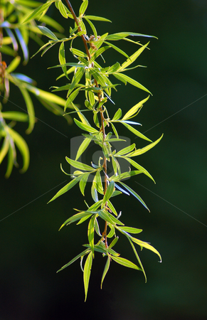 To use this stock image in your creative project, please select the size you need over to the right and click the "Add to Cart" button.
Your downloaded image will come with the Cutcaster watermark removed so don’t worry about the watermark you see on this page. Leaves stock photo, Willow twigs and small leaves in sun light by Pavel Cheiko