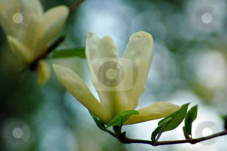 To use this stock image in your creative project, please select the size you need over to the right and click the "Add to Cart" button.
Your downloaded image will come with the Cutcaster watermark removed so don’t worry about the watermark you see on this page. Magnolia stock photo, Magnolia flowers in evening time by Pavel Cheiko