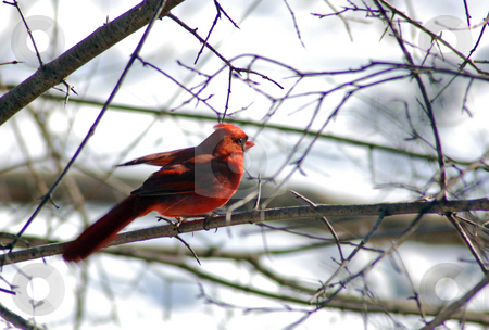 To use this stock image in your creative project, please select the size you need over to the right and click the "Add to Cart" button.
Your downloaded image will come with the Cutcaster watermark removed so don’t worry about the watermark you see on this page. Cardinal stock photo, Cardinalis cardinalis in back lighting by Pavel Cheiko