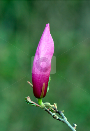 To use this stock image in your creative project, please select the size you need over to the right and click the "Add to Cart" button.
Your downloaded image will come with the Cutcaster watermark removed so don’t worry about the watermark you see on this page. Magnolia stock photo, Magnolia flowers in evening time by Pavel Cheiko