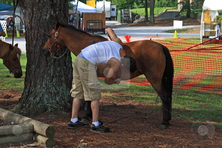 To use this stock image in your creative project, please select the size you need over to the right and click the "Add to Cart" button.
Your downloaded image will come with the Cutcaster watermark removed so don’t worry about the watermark you see on this page. Grooming Horse stock photo, Young Man grooming a horse at a Park by Jack Schiffer