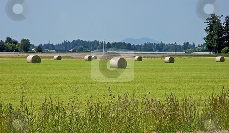 To use this stock image in your creative project, please select the size you need over to the right and click the "Add to Cart" button.
Your downloaded image will come with the Cutcaster watermark removed so don’t worry about the watermark you see on this page. Large Round Hay Bales in Field stock photo, This rural shot is many large round hay bales in the field fresh after harvesting. Blue sky and mountains in the background. by Valerie Garner