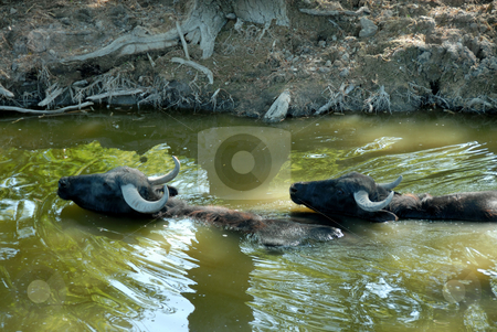 To use this stock image in your creative project, please select the size you need over to the right and click the "Add to Cart" button.
Your downloaded image will come with the Cutcaster watermark removed so don’t worry about the watermark you see on this page. Buffalos in water stock photo, Two buffalos swimming in green river by riverbank by Julija Sapic