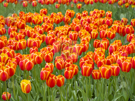 To use this stock image in your creative project, please select the size you need over to the right and click the "Add to Cart" button.
Your downloaded image will come with the Cutcaster watermark removed so don’t worry about the watermark you see on this page. Field of tulips stock photo, Field of the spring red and yellow tulips by Sergej Razvodovskij