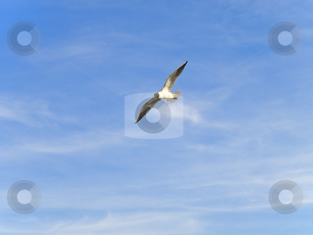 To use this stock image in your creative project, please select the size you need over to the right and click the "Add to Cart" button.
Your downloaded image will come with the Cutcaster watermark removed so don’t worry about the watermark you see on this page. Flying seagull stock photo, Single flying seagul against the blue sky by Sergej Razvodovskij