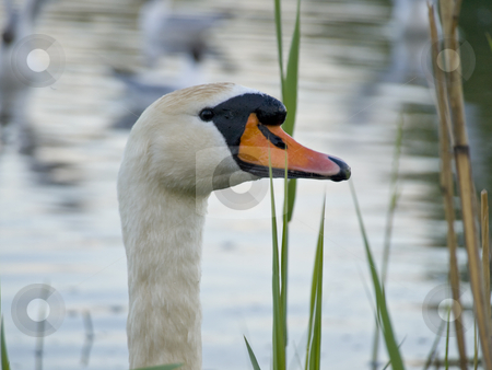 To use this stock image in your creative project, please select the size you need over to the right and click the "Add to Cart" button.
Your downloaded image will come with the Cutcaster watermark removed so don’t worry about the watermark you see on this page. Swan in nightfall stock photo, White swan head through rush in the nightfall by Sergej Razvodovskij