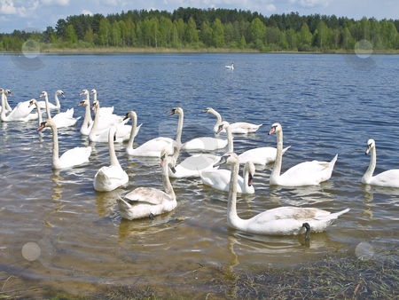 To use this stock image in your creative project, please select the size you need over to the right and click the "Add to Cart" button.
Your downloaded image will come with the Cutcaster watermark removed so don’t worry about the watermark you see on this page. White swans stock photo, Many white swans swimming at the blue lake in wild nature by Sergej Razvodovskij