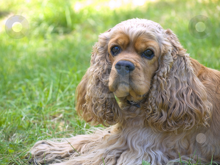To use this stock image in your creative project, please select the size you need over to the right and click the "Add to Cart" button.
Your downloaded image will come with the Cutcaster watermark removed so don’t worry about the watermark you see on this page. Spaniel at grass stock photo, Single spaniel seattting at the green grass by Sergej Razvodovskij