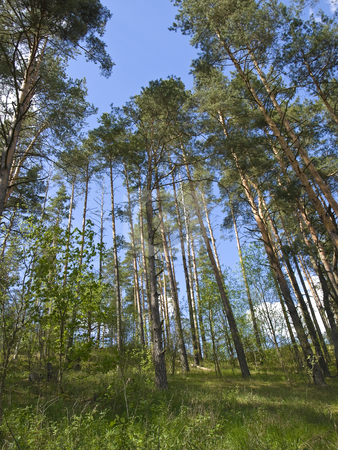 To use this stock image in your creative project, please select the size you need over to the right and click the "Add to Cart" button.
Your downloaded image will come with the Cutcaster watermark removed so don’t worry about the watermark you see on this page. Pinery stock photo, Green pine trees against the blue sky by Sergej Razvodovskij