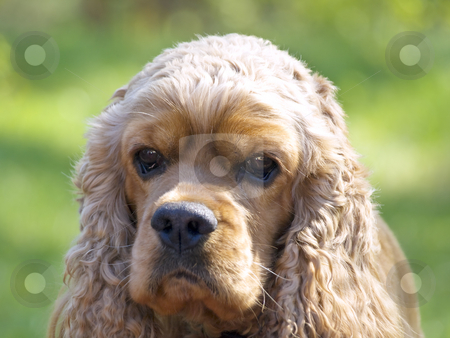 To use this stock image in your creative project, please select the size you need over to the right and click the "Add to Cart" button.
Your downloaded image will come with the Cutcaster watermark removed so don’t worry about the watermark you see on this page. Spaniel stock photo, Single spaniel head against the green grass by Sergej Razvodovskij