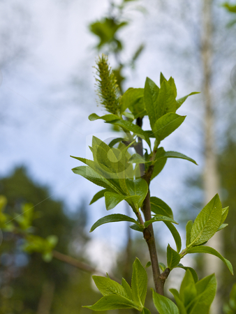 To use this stock image in your creative project, please select the size you need over to the right and click the "Add to Cart" button.
Your downloaded image will come with the Cutcaster watermark removed so don’t worry about the watermark you see on this page. Spring buds stock photo, Green buds with small leaves at the branch of spring tree by Sergej Razvodovskij