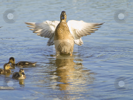 To use this stock image in your creative project, please select the size you need over to the right and click the "Add to Cart" button.
Your downloaded image will come with the Cutcaster watermark removed so don’t worry about the watermark you see on this page. Fly up duck near ducklings stock photo, Fly up duck near ducklings at the blue lake by Sergej Razvodovskij