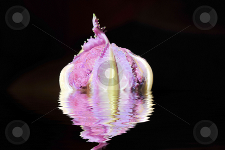 To use this stock image in your creative project, please select the size you need over to the right and click the "Add to Cart" button.
Your downloaded image will come with the Cutcaster watermark removed so don’t worry about the watermark you see on this page. Purple Cauliflower stock photo, Cauliflower on a black background with reflection in rippled water by Lynn Bendickson