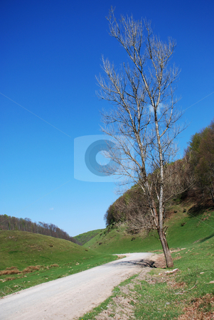 To use this stock image in your creative project, please select the size you need over to the right and click the "Add to Cart" button.
Your downloaded image will come with the Cutcaster watermark removed so don’t worry about the watermark you see on this page. Environment stock photo, Ecologic environment of Romania by Dragos Iliescu
