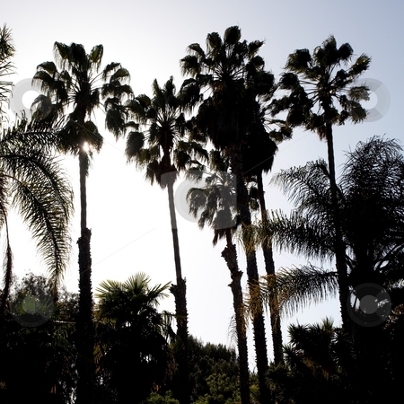To use this stock image in your creative project, please select the size you need over to the right and click the "Add to Cart" button.
Your downloaded image will come with the Cutcaster watermark removed so don’t worry about the watermark you see on this page. Washingtonia filifera stock photo, California Fan Palm (Washingtonia filifera) is a palm native to the desert oases of Central, southern and southwestern Arizona, southern Nevada, extreme northwest Mexico and the inland deserts of Southern California. by Mariusz Jurgielewicz