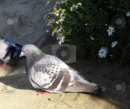 To use this stock image in your creative project, please select the size you need over to the right and click the "Add to Cart" button.
Your downloaded image will come with the Cutcaster watermark removed so don’t worry about the watermark you see on this page. Resting bird on beach stock photo, A bird sits in a resting pose on the sand by Jill Reid
