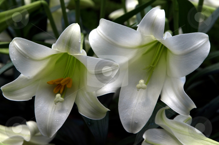 To use this stock image in your creative project, please select the size you need over to the right and click the "Add to Cart" button.
Your downloaded image will come with the Cutcaster watermark removed so don’t worry about the watermark you see on this page. White Easter lilies stock photo, Close-up of white easter lilies by Jill Reid