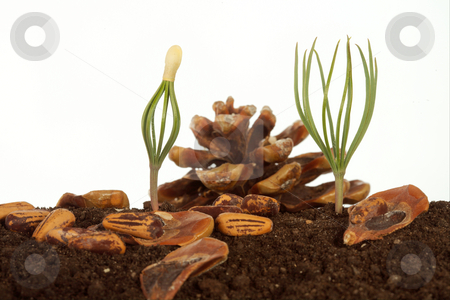 To use this stock image in your creative project, please select the size you need over to the right and click the "Add to Cart" button.
Your downloaded image will come with the Cutcaster watermark removed so don’t worry about the watermark you see on this page. Cedar stock photo, Small sprouts a mighty tree. by Sergey Goruppa