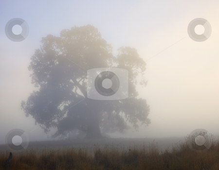 To use this stock image in your creative project, please select the size you need over to the right and click the "Add to Cart" button.
Your downloaded image will come with the Cutcaster watermark removed so don’t worry about the watermark you see on this page. Emerging stock photo, A majestic gum tree emerges as the early morning fog burns off as the sun rises in the Adelaide Hills. by Mike Dawson