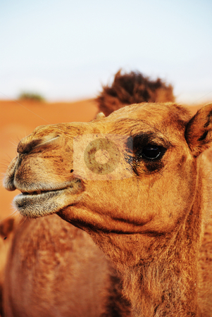 To use this stock image in your creative project, please select the size you need over to the right and click the "Add to Cart" button.
Your downloaded image will come with the Cutcaster watermark removed so don’t worry about the watermark you see on this page. Wild Camel stock photo, A Wild Camel in the middle of the desert in UAE by Roman Kalashnikov