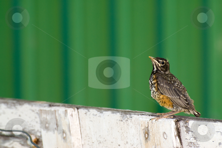 To use this stock image in your creative project, please select the size you need over to the right and click the "Add to Cart" button.
Your downloaded image will come with the Cutcaster watermark removed so don’t worry about the watermark you see on this page. Young Robin stock photo, A juvenile robin sitting on a fence outside by Richard Nelson