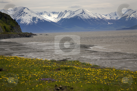 To use this stock image in your creative project, please select the size you need over to the right and click the "Add to Cart" button.
Your downloaded image will come with the Cutcaster watermark removed so don’t worry about the watermark you see on this page. Snow Mountains Yellow Flowers Ocean Seward Highway Anchorage Ala stock photo, Snow Mountain Range ocean yellow flowers, seward highway, anchorage, Alaska by William Perry