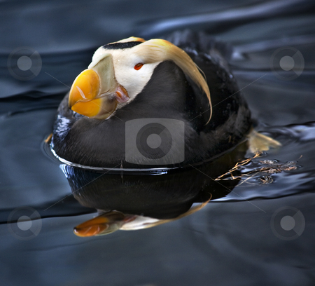 To use this stock image in your creative project, please select the size you need over to the right and click the "Add to Cart" button.
Your downloaded image will come with the Cutcaster watermark removed so don’t worry about the watermark you see on this page. Tufted Puffin Swimming and Resting Alaska stock photo, Tufted Puffin Sea Bird with Reflection Swimming and Sleeping, Alaska by William Perry