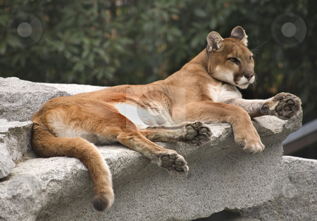 To use this stock image in your creative project, please select the size you need over to the right and click the "Add to Cart" button.
Your downloaded image will come with the Cutcaster watermark removed so don’t worry about the watermark you see on this page. American Cougar Mountain Lion stock photo, America Cougar Mountain Lion Resting on Rock by William Perry