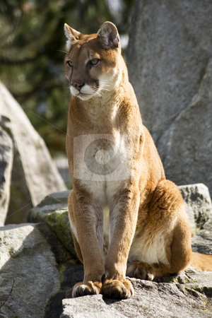 To use this stock image in your creative project, please select the size you need over to the right and click the "Add to Cart" button.
Your downloaded image will come with the Cutcaster watermark removed so don’t worry about the watermark you see on this page. Majestic Mountain Lion Cougar Close Up and Looking stock photo, Majestic, Stately Powlerful brown and white Mountain Lion, Cougar, sitting and looking for action by William Perry