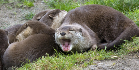 To use this stock image in your creative project, please select the size you need over to the right and click the "Add to Cart" button.
Your downloaded image will come with the Cutcaster watermark removed so don’t worry about the watermark you see on this page. Asian Small Clawed Otter Yawning Relaxing with Family stock photo, Say Ahh, Asian Brown Small Clawed Otter lying together with his family and yawning, Aonyx Cinera, by William Perry
