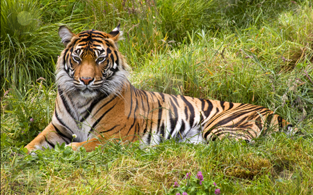 To use this stock image in your creative project, please select the size you need over to the right and click the "Add to Cart" button.
Your downloaded image will come with the Cutcaster watermark removed so don’t worry about the watermark you see on this page. Large Striped Sumatran Tiger Relaxing in Grass stock photo, Large Orange Striped Sumatran Tiger, Pantherea Tigris Sumatrae, Lying in the Grass Looking by William Perry