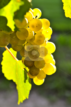 To use this stock image in your creative project, please select the size you need over to the right and click the "Add to Cart" button.
Your downloaded image will come with the Cutcaster watermark removed so don’t worry about the watermark you see on this page. Yellow grapes stock photo, Yellow grapes growing on vine in bright sunshine by Elena Elisseeva