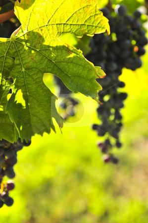 To use this stock image in your creative project, please select the size you need over to the right and click the "Add to Cart" button.
Your downloaded image will come with the Cutcaster watermark removed so don’t worry about the watermark you see on this page. Red grapes stock photo, Red grapes growing on vine in bright sunshine by Elena Elisseeva