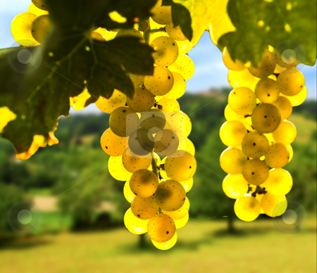 To use this stock image in your creative project, please select the size you need over to the right and click the "Add to Cart" button.
Your downloaded image will come with the Cutcaster watermark removed so don’t worry about the watermark you see on this page. Yellow grapes stock photo, Yellow grapes growing on vine in bright sunshine by Elena Elisseeva