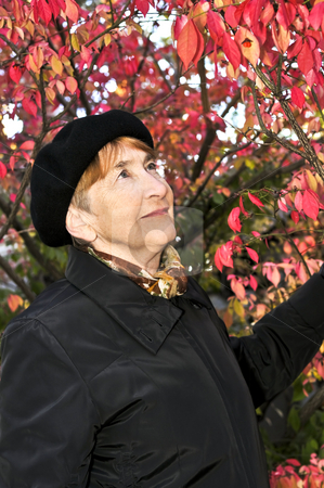 To use this stock image in your creative project, please select the size you need over to the right and click the "Add to Cart" button.
Your downloaded image will come with the Cutcaster watermark removed so don’t worry about the watermark you see on this page. Senior woman in fall park stock photo, Senior woman looking up in fall park by Elena Elisseeva