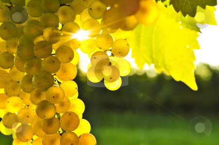 To use this stock image in your creative project, please select the size you need over to the right and click the "Add to Cart" button.
Your downloaded image will come with the Cutcaster watermark removed so don’t worry about the watermark you see on this page. Yellow grapes stock photo, Yellow grapes growing on vine in bright sunshine by Elena Elisseeva
