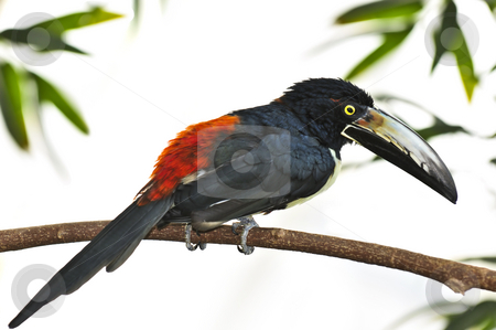 To use this stock image in your creative project, please select the size you need over to the right and click the "Add to Cart" button.
Your downloaded image will come with the Cutcaster watermark removed so don’t worry about the watermark you see on this page. Collared Aracari toucan stock photo, Collared Aracari toucan bird perched on branch by Elena Elisseeva