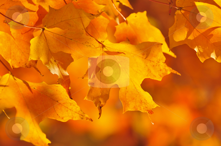 To use this stock image in your creative project, please select the size you need over to the right and click the "Add to Cart" button.
Your downloaded image will come with the Cutcaster watermark removed so don’t worry about the watermark you see on this page. Fall maple leaves stock photo, Red and orange fall maple tree leaves by Elena Elisseeva