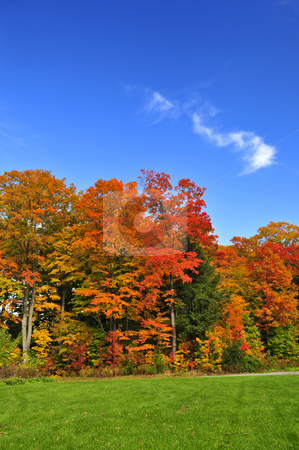 To use this stock image in your creative project, please select the size you need over to the right and click the "Add to Cart" button.
Your downloaded image will come with the Cutcaster watermark removed so don’t worry about the watermark you see on this page. Autumn trees stock photo, Group of colorful trees in autumn park by Elena Elisseeva