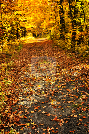 To use this stock image in your creative project, please select the size you need over to the right and click the "Add to Cart" button.
Your downloaded image will come with the Cutcaster watermark removed so don’t worry about the watermark you see on this page. Autumn path stock photo, Trail through group of colorful trees in autumn park by Elena Elisseeva