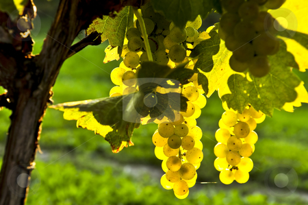 To use this stock image in your creative project, please select the size you need over to the right and click the "Add to Cart" button.
Your downloaded image will come with the Cutcaster watermark removed so don’t worry about the watermark you see on this page. Yellow grapes stock photo, Yellow grapes growing on vine in bright sunshine by Elena Elisseeva