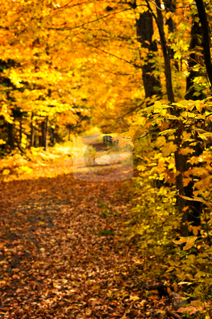 To use this stock image in your creative project, please select the size you need over to the right and click the "Add to Cart" button.
Your downloaded image will come with the Cutcaster watermark removed so don’t worry about the watermark you see on this page. Autumn path stock photo, Trail through group of colorful trees in autumn park by Elena Elisseeva