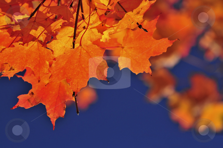 To use this stock image in your creative project, please select the size you need over to the right and click the "Add to Cart" button.
Your downloaded image will come with the Cutcaster watermark removed so don’t worry about the watermark you see on this page. Fall maple leaves stock photo, Red fall maple tree leaves on blue sky background by Elena Elisseeva