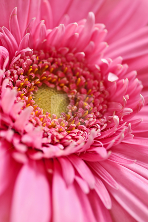 To use this stock image in your creative project, please select the size you need over to the right and click the "Add to Cart" button.
Your downloaded image will come with the Cutcaster watermark removed so don’t worry about the watermark you see on this page. Gerbera flower stock photo, Closeup of brightly colored pink gerbera flower petals by Elena Elisseeva