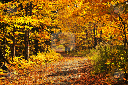 To use this stock image in your creative project, please select the size you need over to the right and click the "Add to Cart" button.
Your downloaded image will come with the Cutcaster watermark removed so don’t worry about the watermark you see on this page. Fall forest stock photo, Colorful fall forest on a warm autumn day by Elena Elisseeva